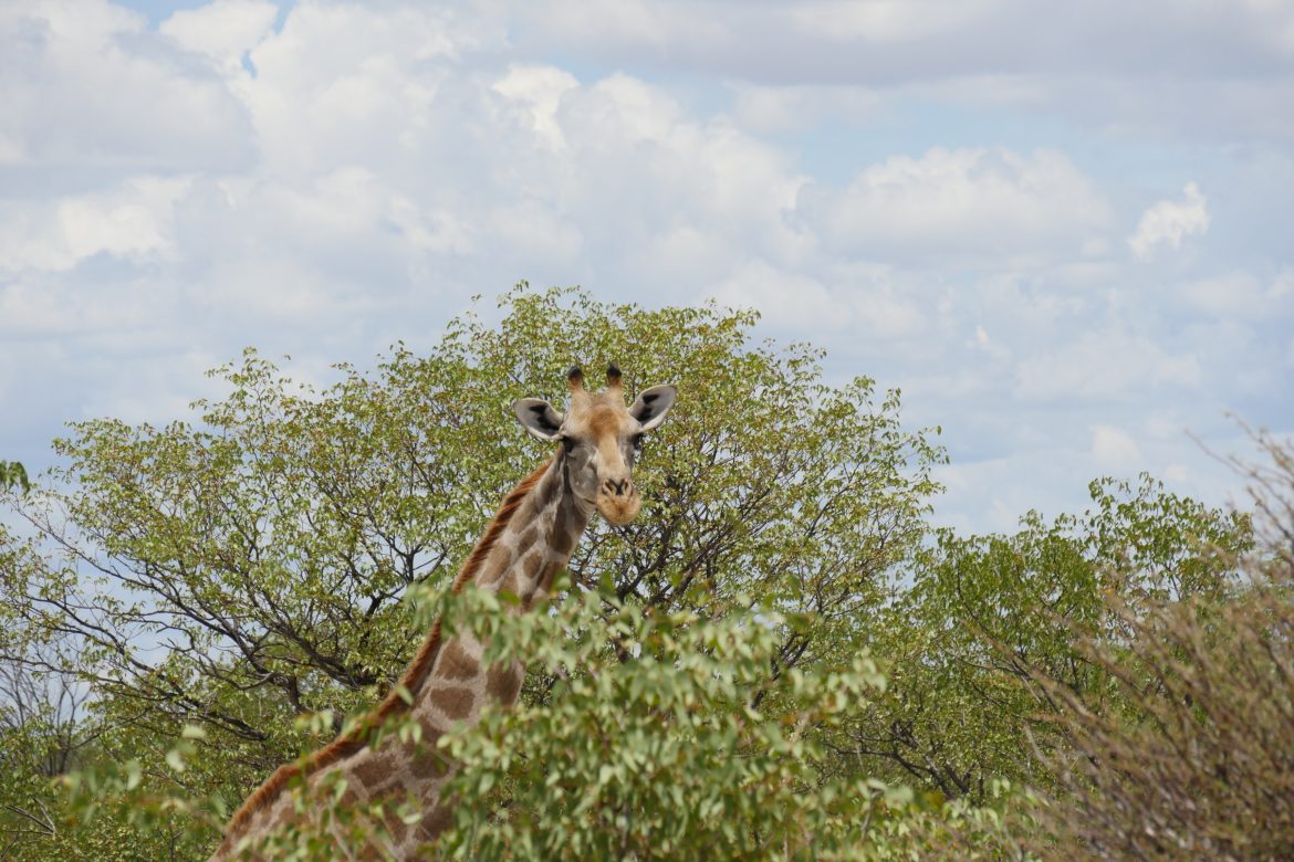 Etosha National Park – Wildlife pur!