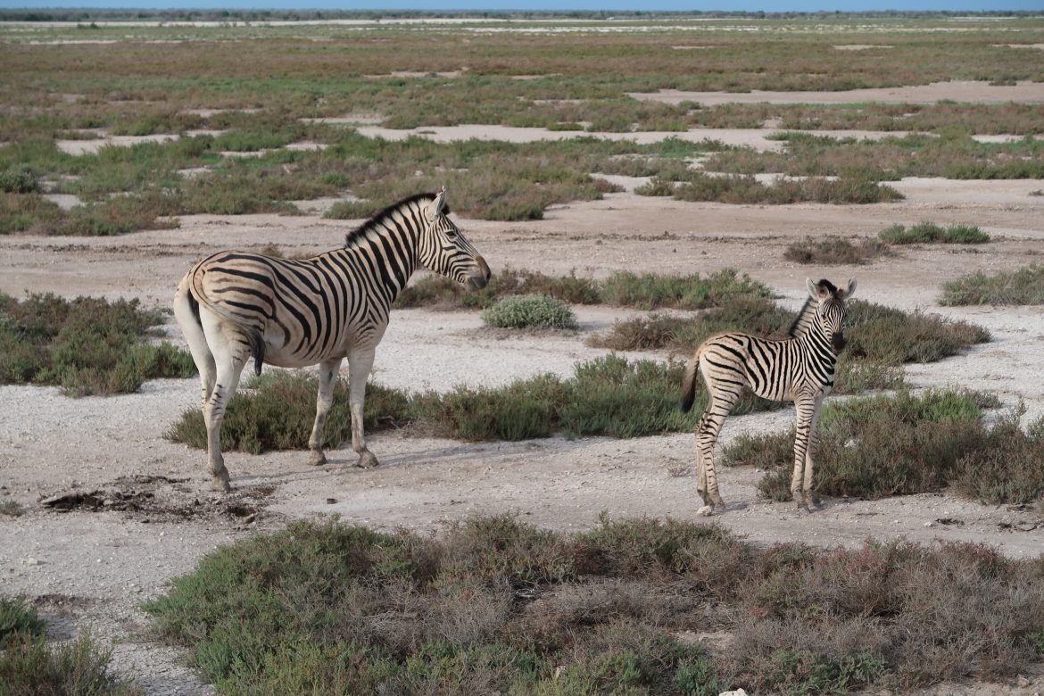 Etosha National Park – Wildlife pur!