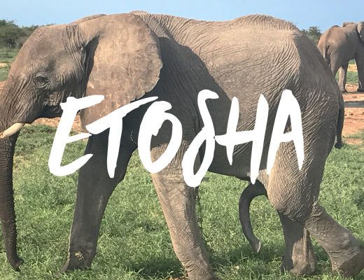 Safari im Etosha National Park 2017 [VLOG #4]