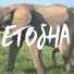 Safari im Etosha National Park 2017 [VLOG #4]
