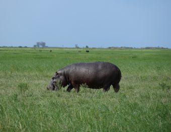 Safari-Time: Auf zum Chobe National Park
